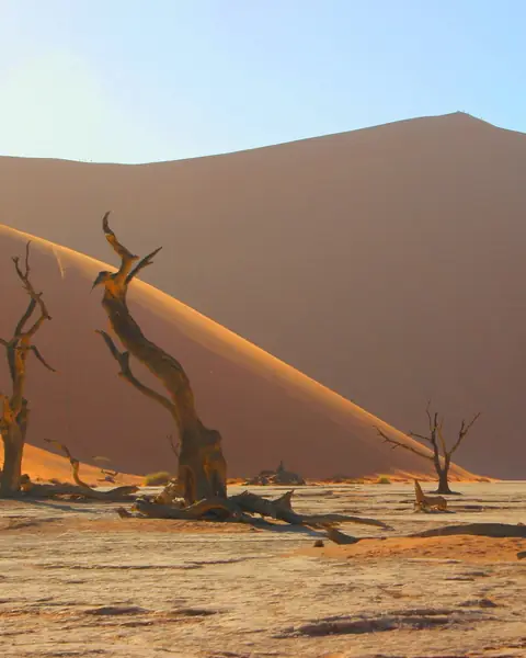 Copaci uscați în Deadvlei, sub dunele roșii de la Sossusvlei, Namibia