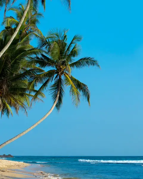 Palmieri aplecați deasupra unei plaje din Sri Lanka, la Oceanul Indian
